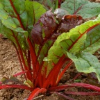 Rhubarb chard