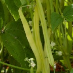 Yellow beans