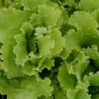 Green leaf lettuce