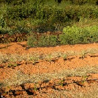 Crops with drip irrigation