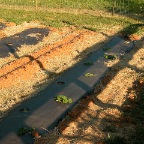 Raised covered beds
