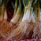 Bunched scallions