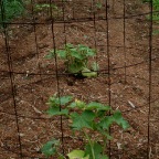 Caged cucumbers
