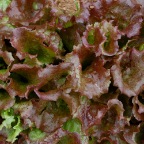 Red sails lettuce