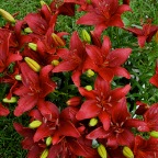 Red Lilies 2