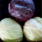 Cabbage