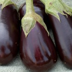 Eggplant