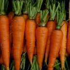 Carrots