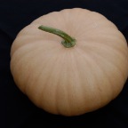 Long Island Cheese Squash