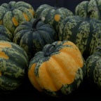 Carnival Squash