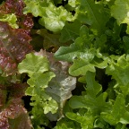 Kaleidoscope Mix Lettuce