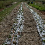 Strawberry rows