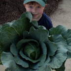 Big cabbage