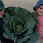 Big Cabbage Cousins