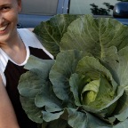 Jenny cabbage
