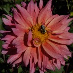 Dahlia and bee