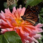Butterfly dahlia