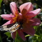 Butterfly single dahlia