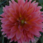 Large dahlia