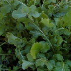 Arugula