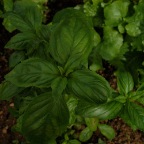 Basil