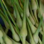GarlicScapes