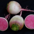 Watermelon Radishes4