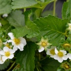 Berry blossoms