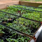 Trailer of plants for sale