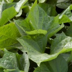 Sweet potato leaves