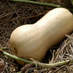 Butternut squash