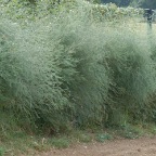 Asparagus