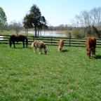2 horses, 2 ponies