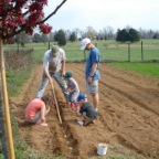 Planting potatoes
