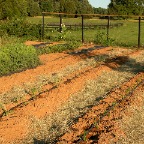 Crops with drip irrigation
