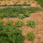 Drip irrigated crops