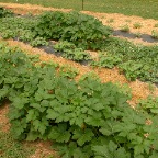 Long garden