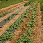 Long garden