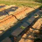 Raised covered beds