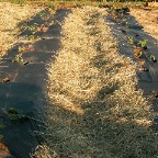 Mulched rows