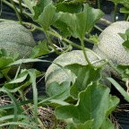 Melons