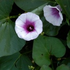Sweet Potato blossums