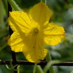 Cucumber blossums