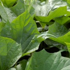 Sweet Potato Leaves