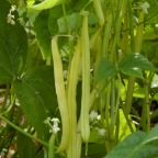 Yellow Beans
