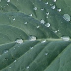 Cabbage Leaf