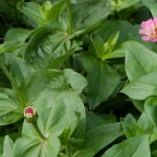 Zinnias