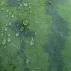 Watermelon with dew
