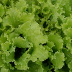 Green leaf lettuce