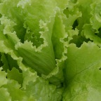 Lettuce
